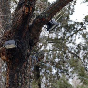 Esteban Paños: “Los cables y focos siguen en los árboles de la Vega a pesar de que el gobierno local se comprometió en julio a retirarlos"